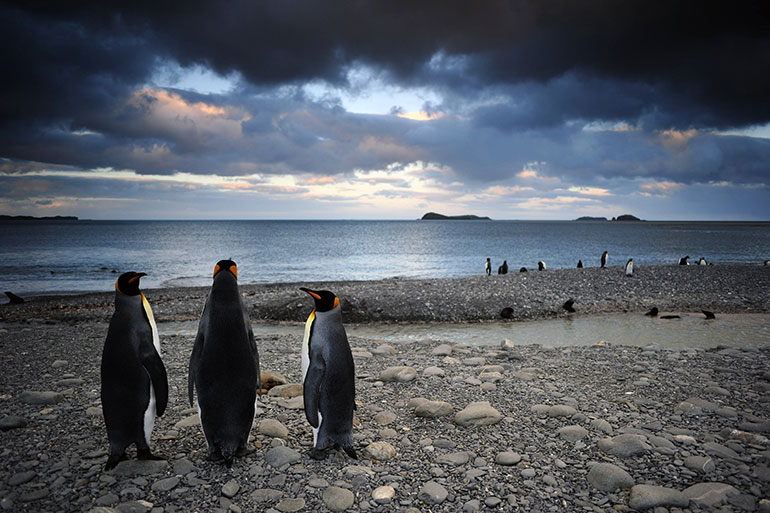 Penguins 3D Still - nWave Film
