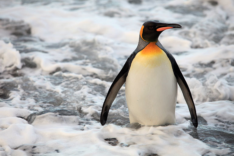 Penguins 3D Still - nWave Film